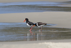 Haematopus longirostris