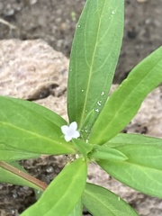Oldenlandia corymbosa