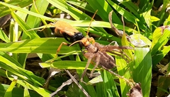 Cryptocheilus bicolor