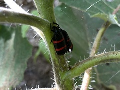 Huaina inca