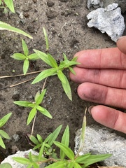 Oldenlandia corymbosa
