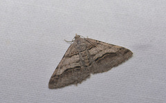 Digrammia continuata