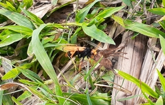 Cryptocheilus bicolor