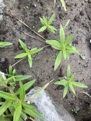 Oldenlandia corymbosa