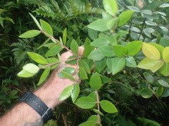 Metrosideros collina