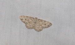 Ectropis crepuscularia