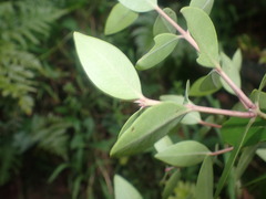 Metrosideros collina