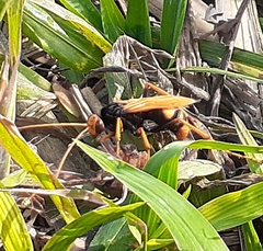 Cryptocheilus bicolor