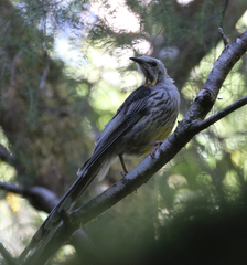 Anthochaera paradoxa