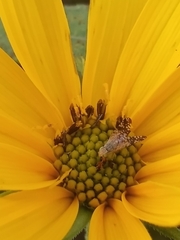 Neotephritis finalis