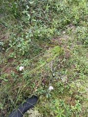 Eriophorum virginicum