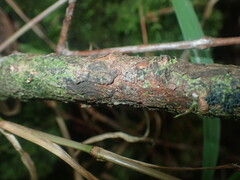 Metrosideros collina