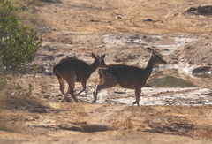 Rusa timorensis