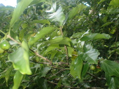 Cyclophyllum barbatum