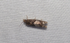 Eucosma parmatana