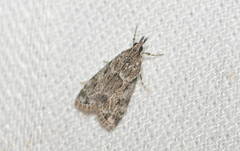 Eudonia heterosalis