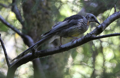 Anthochaera paradoxa