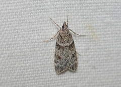 Eudonia heterosalis