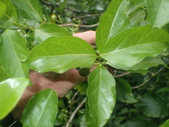 Cyclophyllum barbatum