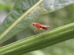Tetanocera