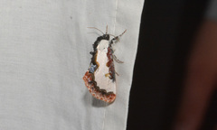 Eudryas unio