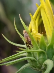 Neotephritis finalis