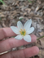 Zephyranthes