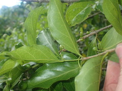 Cyclophyllum barbatum