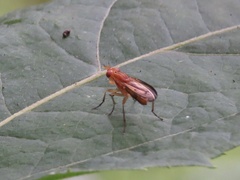 Tetanocera
