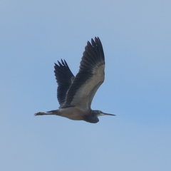 Egretta novaehollandiae