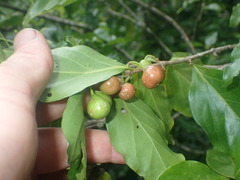 Cyclophyllum barbatum