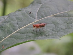 Tetanocera