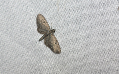 Eupithecia absinthiata