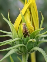 Neotephritis finalis