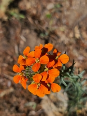 Erysimum capitatum