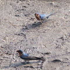 Hirundo neoxena