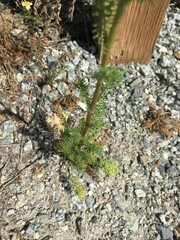 Tripleurospermum inodorum