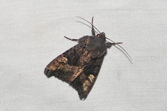 Euplexia benesimilis