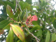 Metrosideros collina