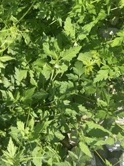 Cardiospermum halicacabum