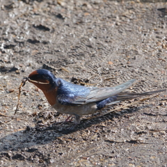 Hirundo neoxena