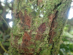 Metrosideros collina