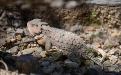 Phrynosoma hernandesi