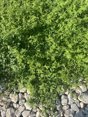 Cardiospermum halicacabum