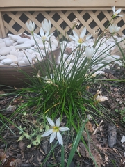 Zephyranthes
