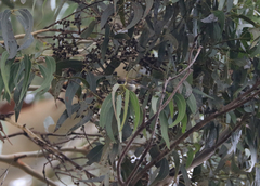 Melithreptus affinis