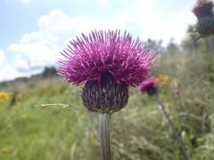 Cirsium grahamii