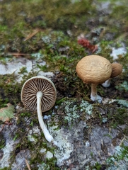Agrocybe
