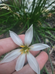 Zephyranthes