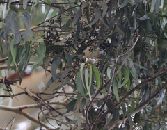 Melithreptus affinis